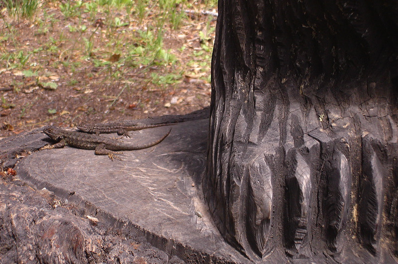 dsc00424.jpg