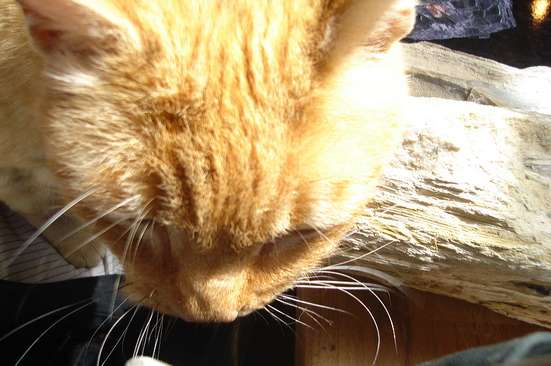 dsc00436.jpg