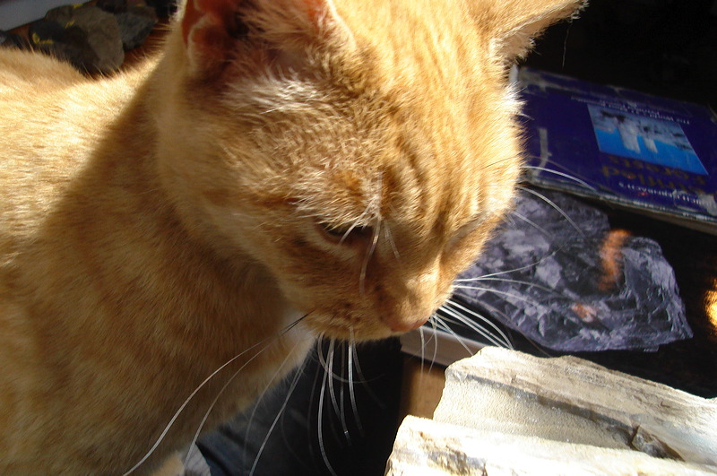 dsc00437.jpg
