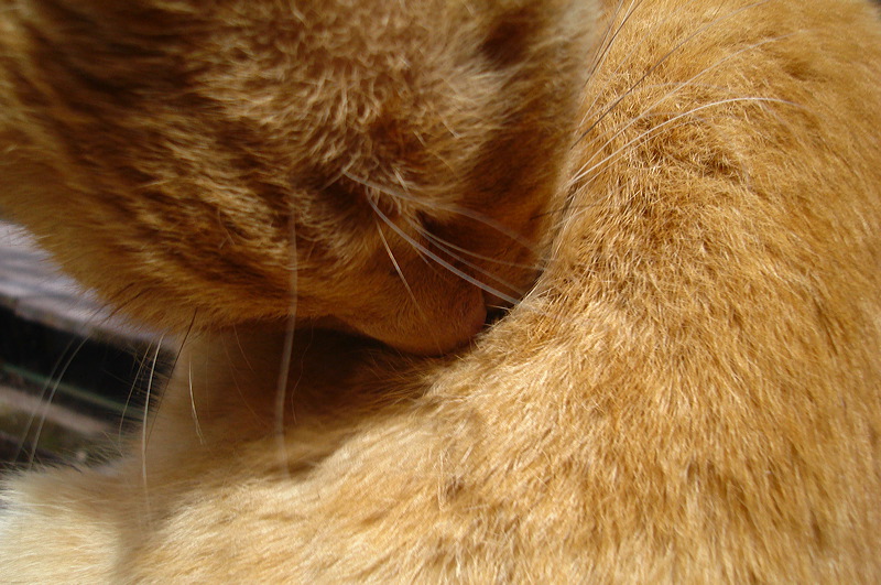 dsc00444.jpg