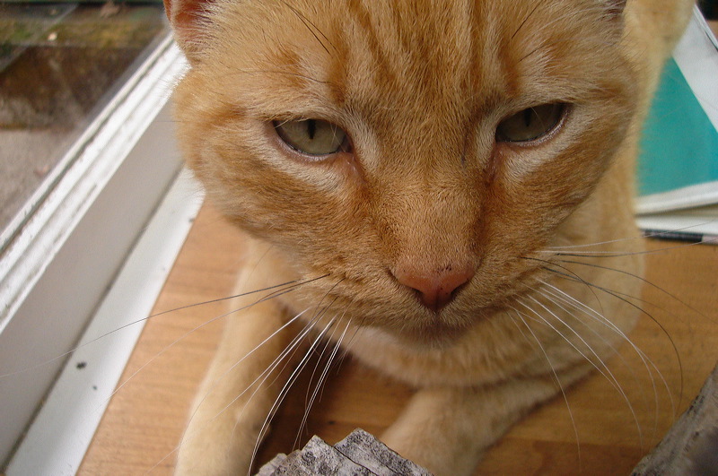 dsc00445.jpg