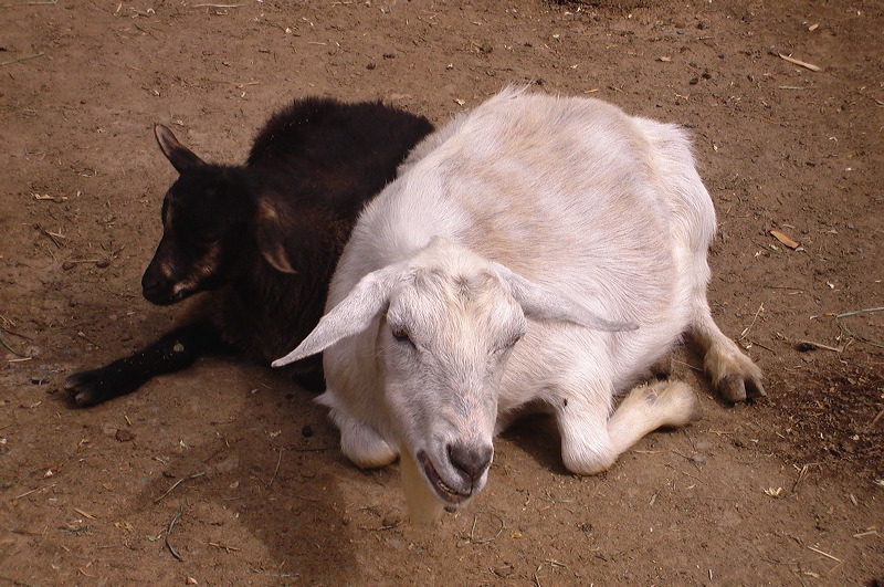 dsc00451.jpg