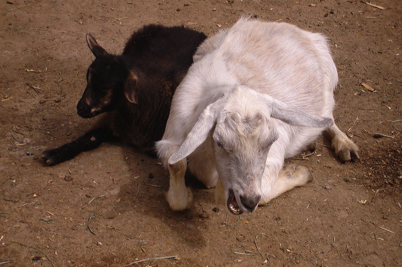dsc00452.jpg